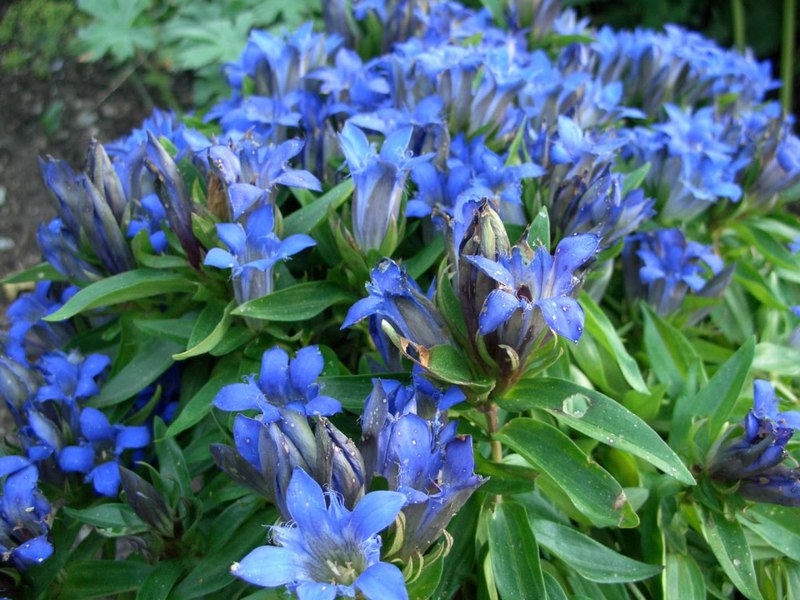 Gentian ristin muotoinen