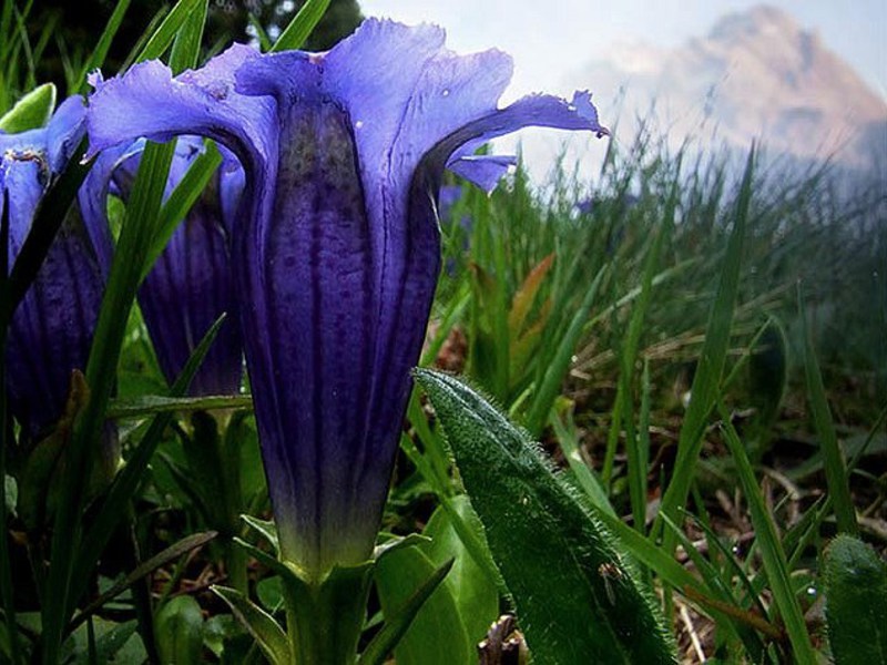 Vacker gentian blomma