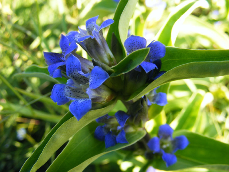 Plantering och vård av en gentian