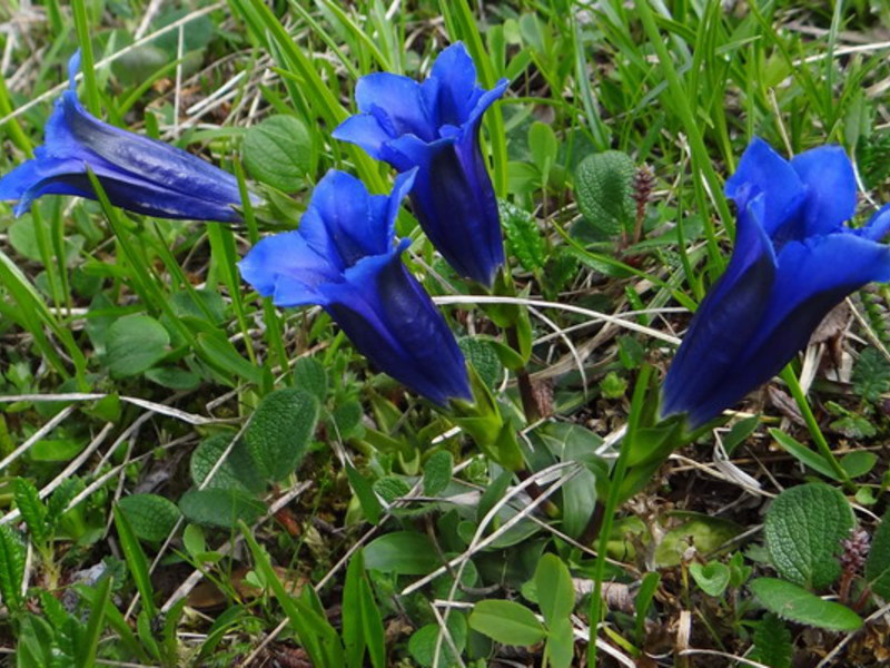 Hvor vokser gentian