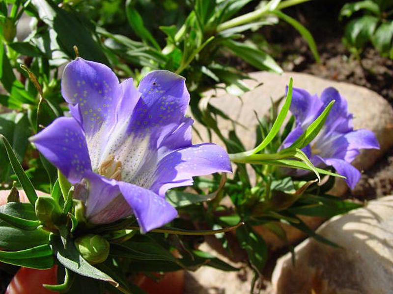 Flor de genciana