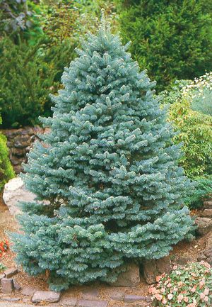 Comment choisir une variété de sapin à planter sur le site