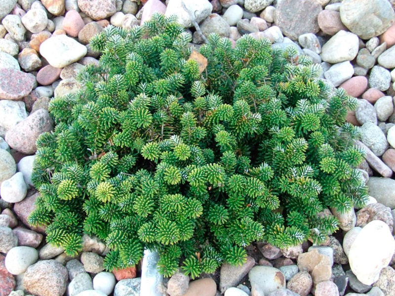 Balsam fir