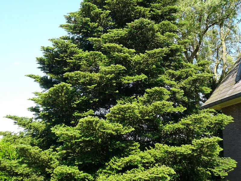 Como cultivar um abeto