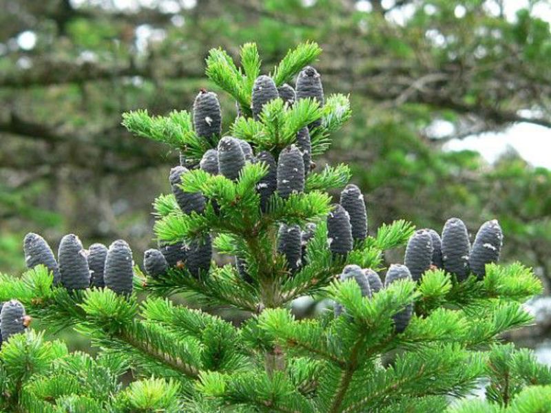 Fir tree beschrijving