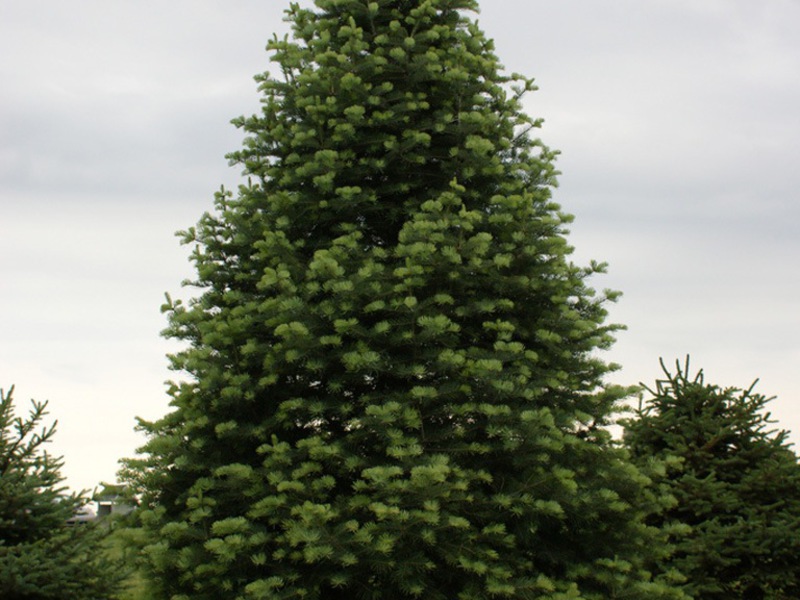 Balsam fir