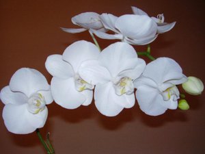 Phalaenopsis hvid