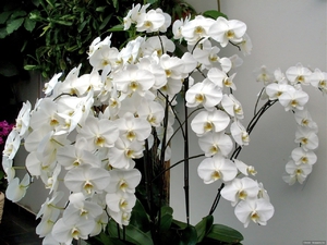 Orchidea fehér