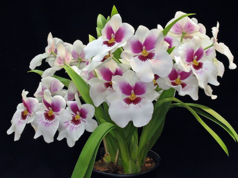 Dendrobium orchidej