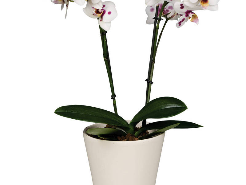 Hoe zorg je voor een witte orchidee