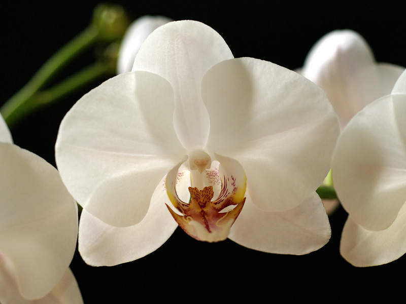 Orchidea fajták