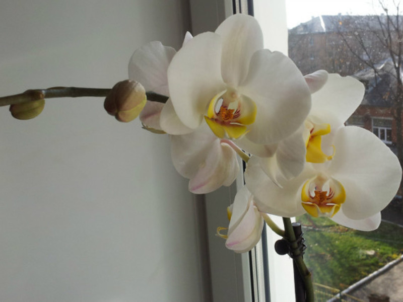 Phalaenopsis fehér