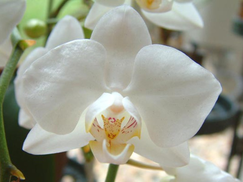 Orchidea Phalaenopsis