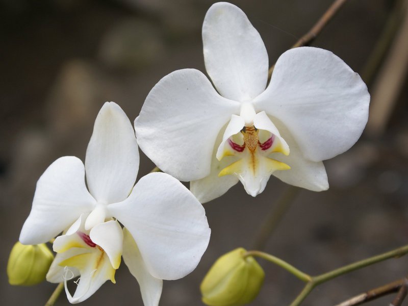 Hvor lenge blomstrer en orkide