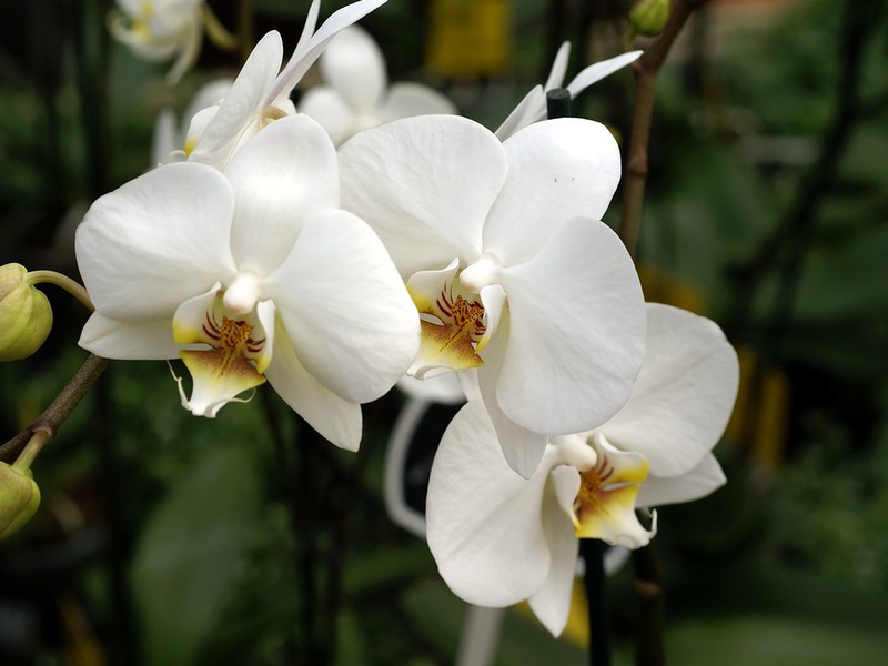 Orquídea Phalaenopsis