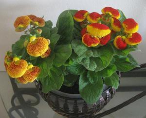 Hoe calceolaria op de juiste manier te planten