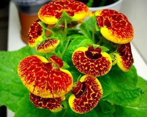 Calceolaria em casa