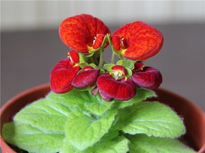 Calceolaria on kaunis kasvi, jossa on pussikukkia.