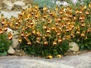 Reproduction de calceolaria