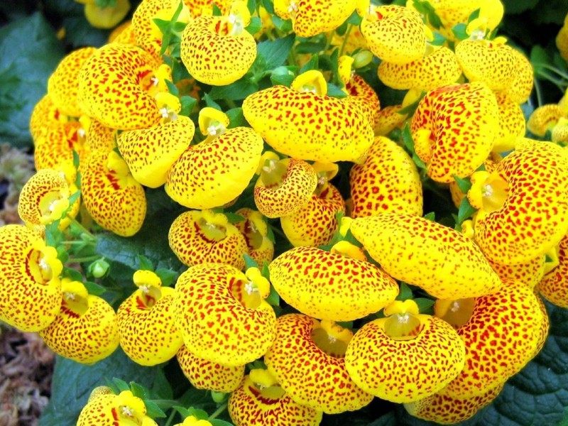 Ovanlig calceolaria blomma