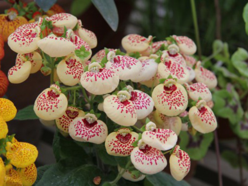 Colori vivaci nel giardino della calceolaria