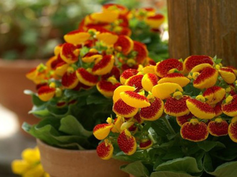 Beschrijving van de plant calceolaria