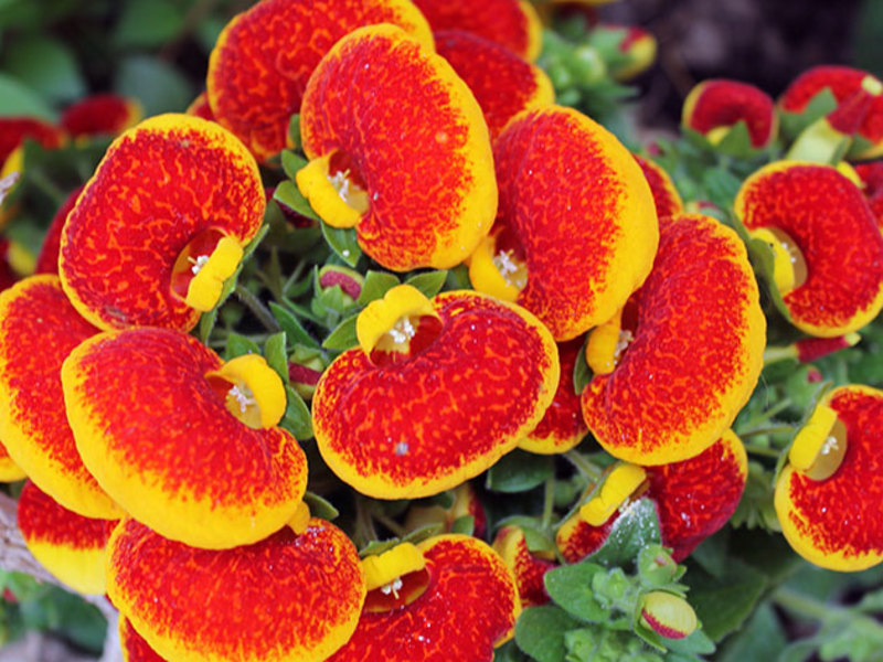 Blooming calceolaria