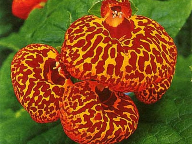 Hoe een calceolaria-bloem te planten