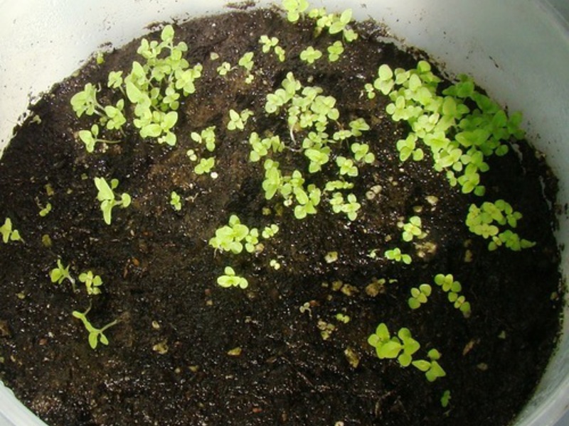 Calceolaria plantenzaden