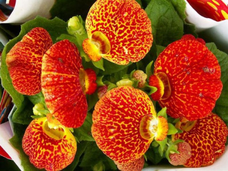 Welche Bedingungen mag Calceolaria?