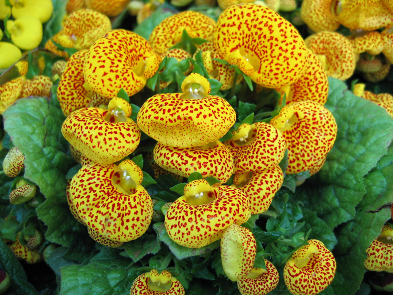 Calceolaria ist eine schöne Pflanze mit Beutelblüten.