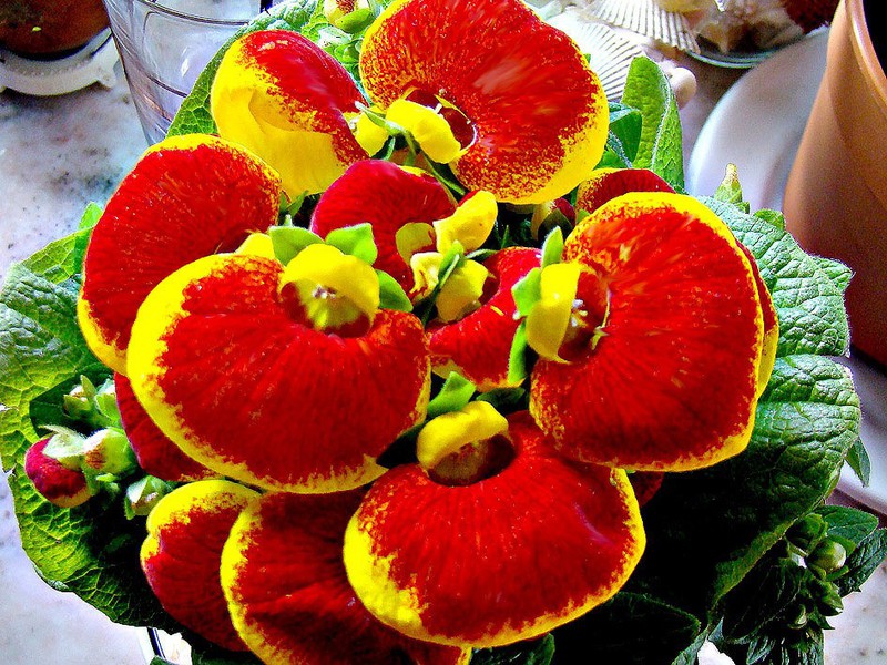 Hur en calceolaria blomma ser ut