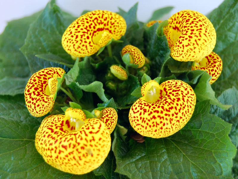 Heldere calceolaria bloemen