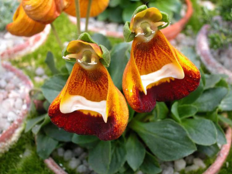 أنواع زهرة Calceolaria