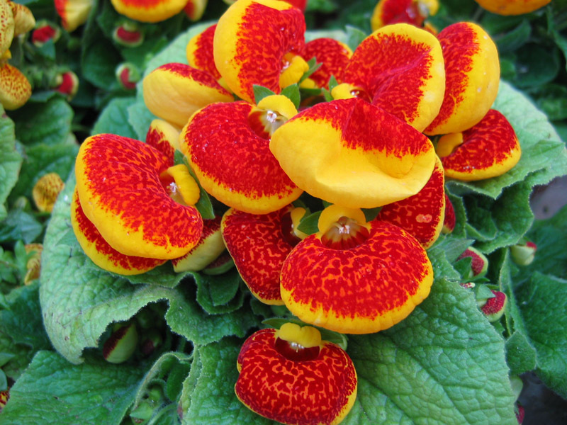 Beschrijving van de plant calceolaria