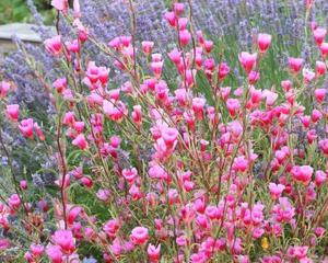  Clarkia graciozna