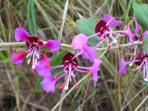 Hoe clarkia wordt gekweekt