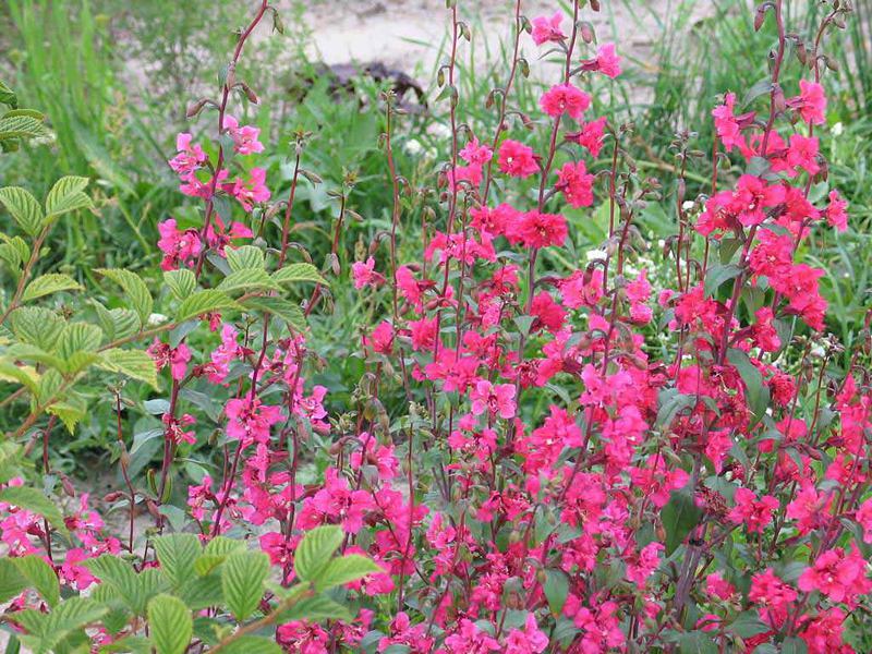 Qual é a aparência da planta clarkia?