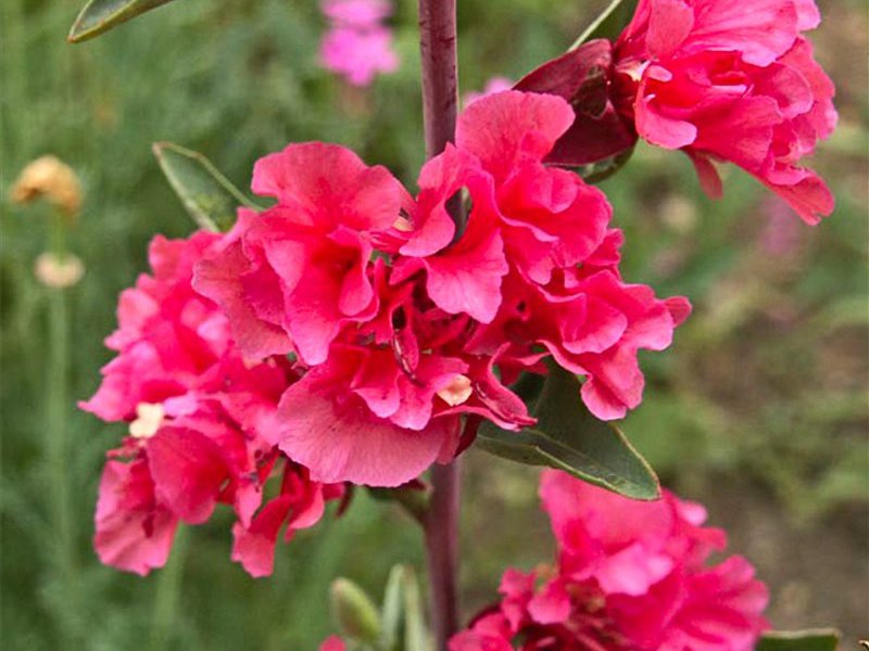  Clarkia graciosa