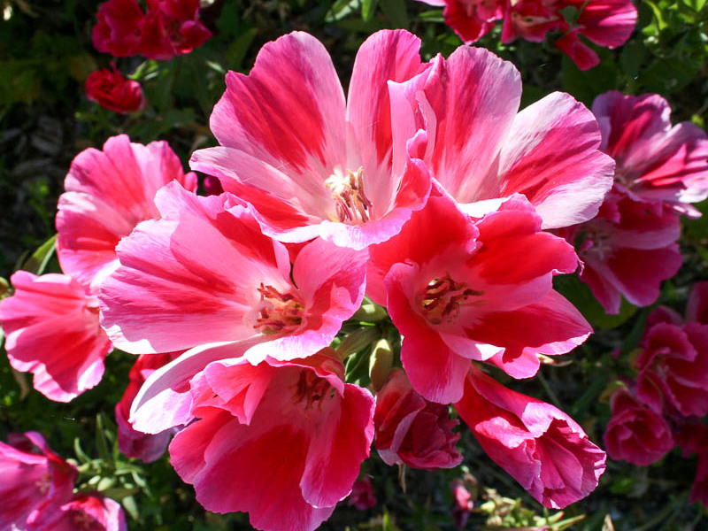 Período de floração da Clarkia