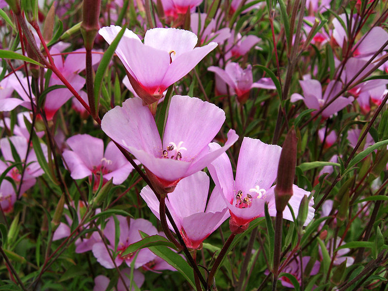 Clarkia nusileidimas