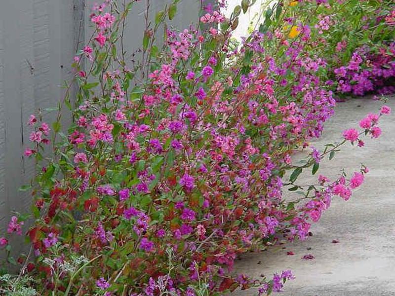 Clarkia-plantenverzorging