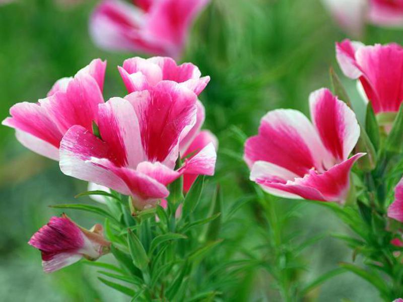 Sự xuất hiện của Clarkia