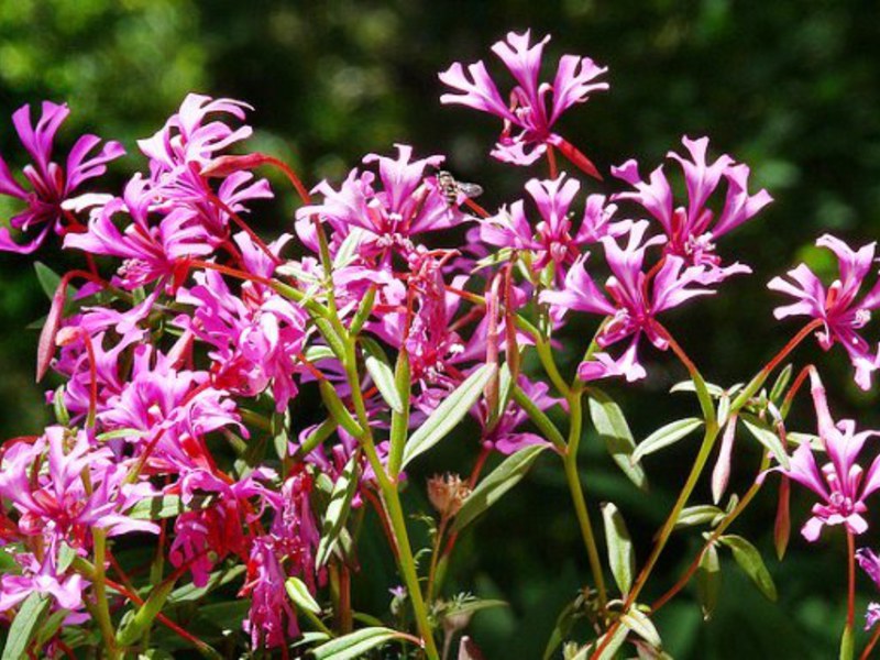 À quoi ressemble la plante Clarkia?