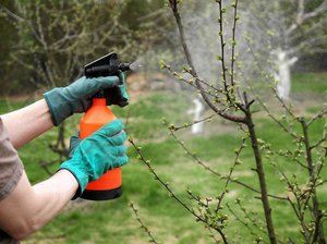 Mètodes per polvoritzar pomers a la primavera i mitjans per a això