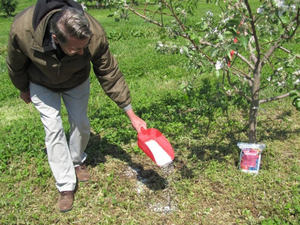 Mitjans per a la fertilització primaveral de pomeres i mètodes