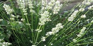 Tipos de lavanda medicinal