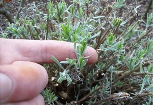 Mga tampok ng lumalagong lavender sa bahay mula sa pinagputulan