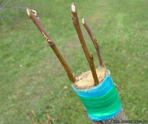 Learning to plant a pear