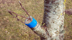 Pavasarinis kriaušių ir obelų skiepijimas